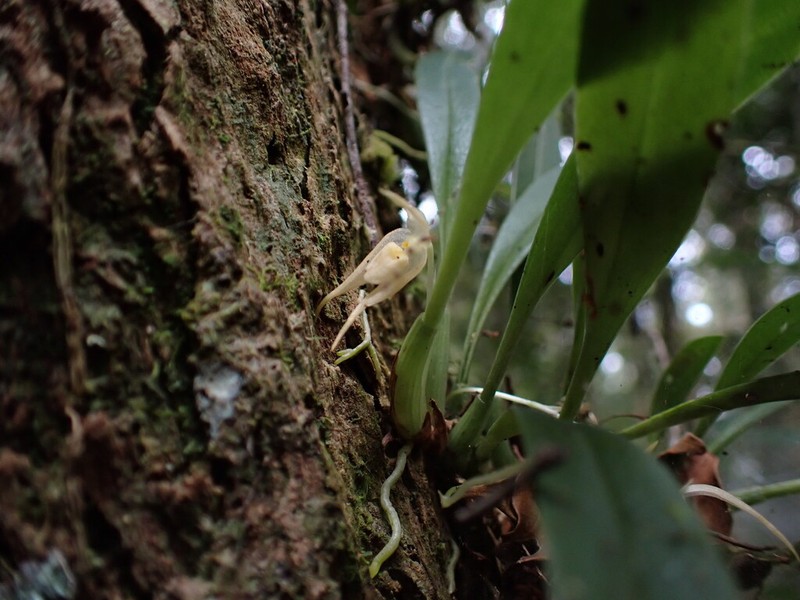 Bulbophyllum octarrhenipetalum