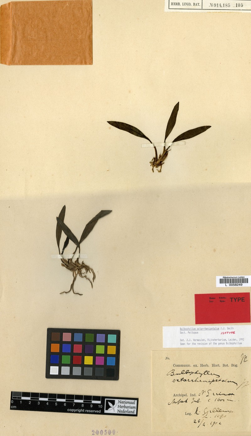 Bulbophyllum octarrhenipetalum photo 3
