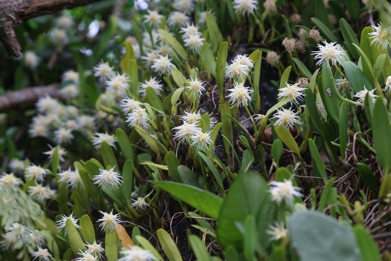 Bulbophyllum odoratissimum