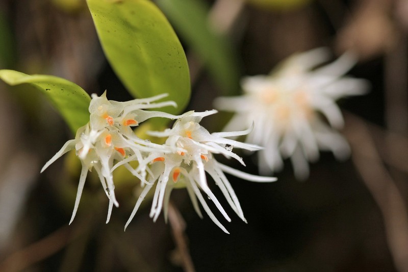 Bulbophyllum odoratissimum photo 2