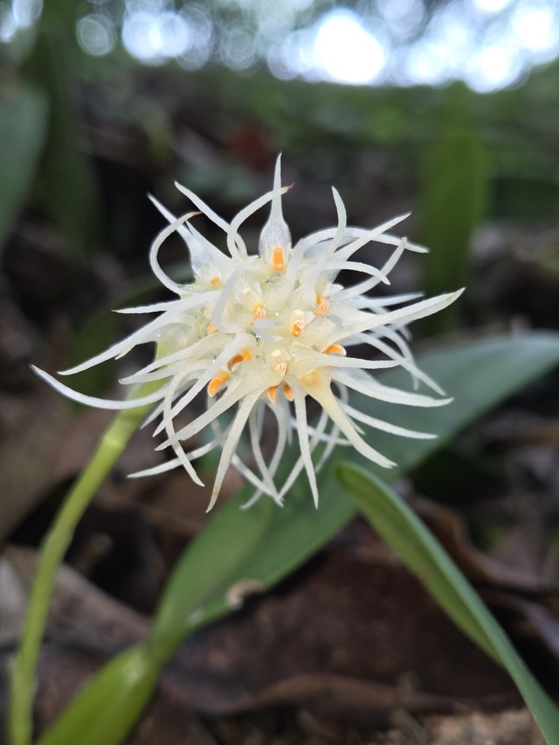 Bulbophyllum odoratissimum photo 3