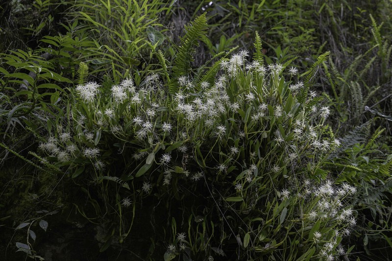 Bulbophyllum odoratissimum photo 4