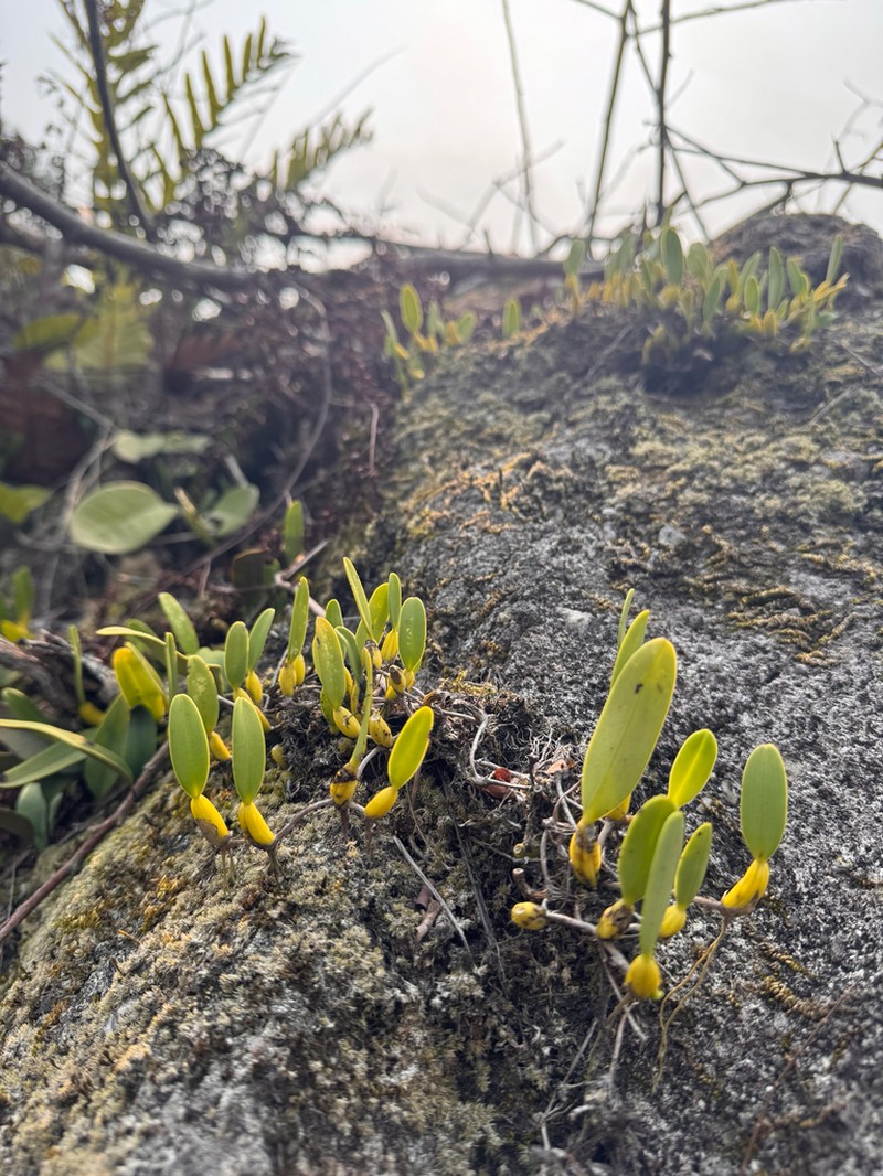 Bulbophyllum odoratissimum photo 5