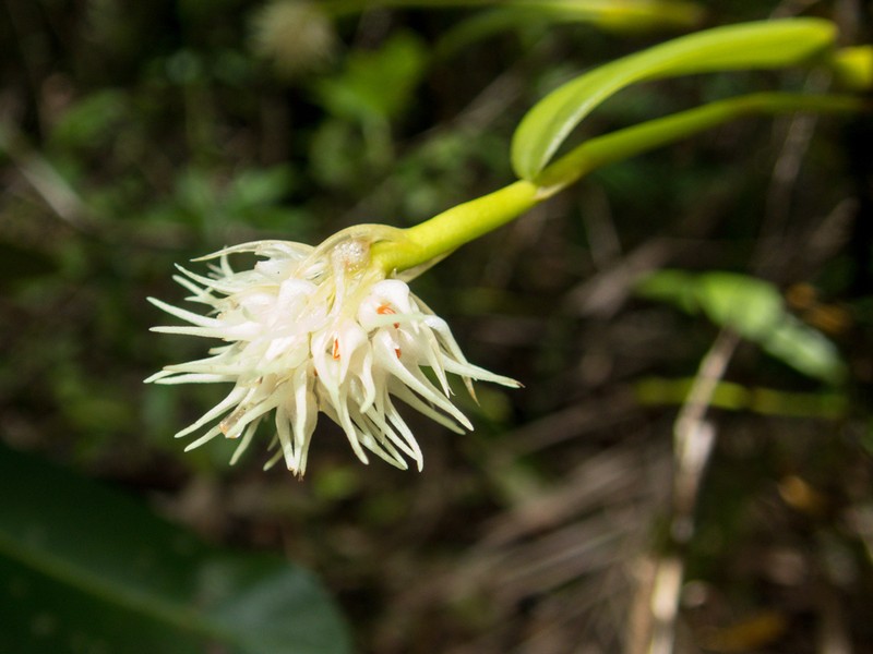 Bulbophyllum odoratissimum photo 6