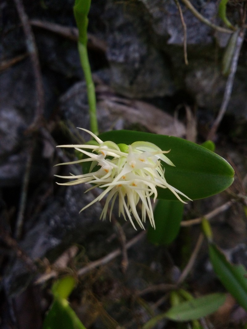 Bulbophyllum odoratissimum photo 7