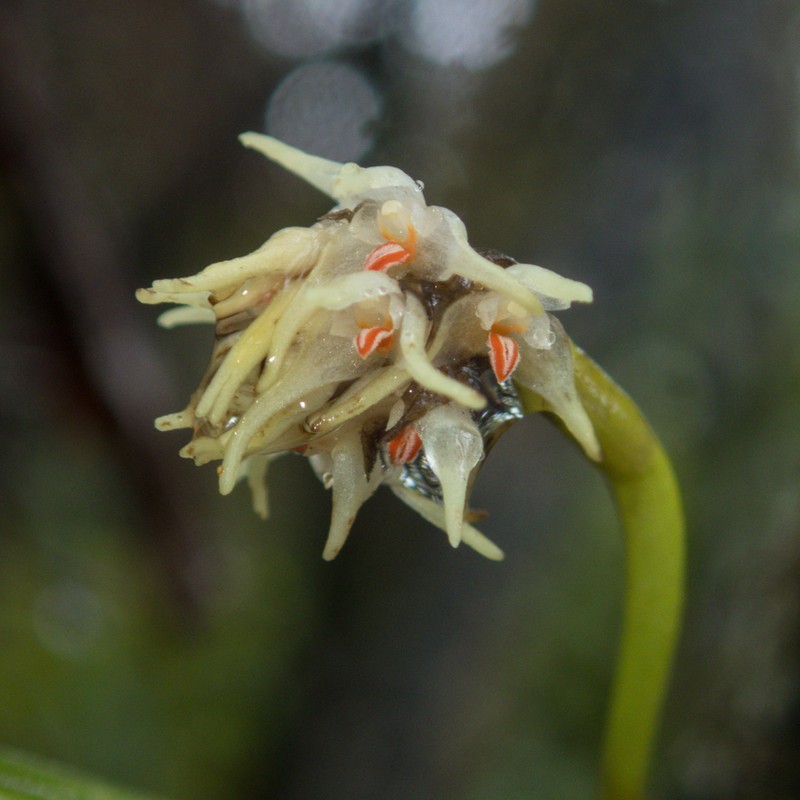 Bulbophyllum odoratissimum photo 8