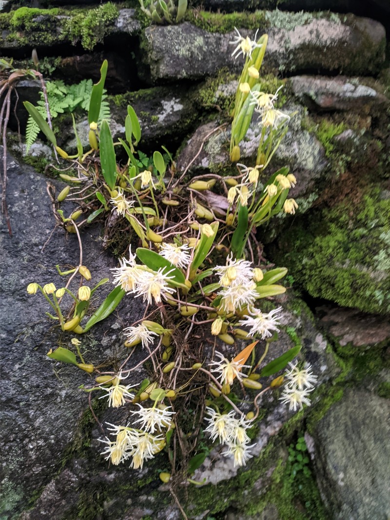 Bulbophyllum odoratissimum var. odoratissimum