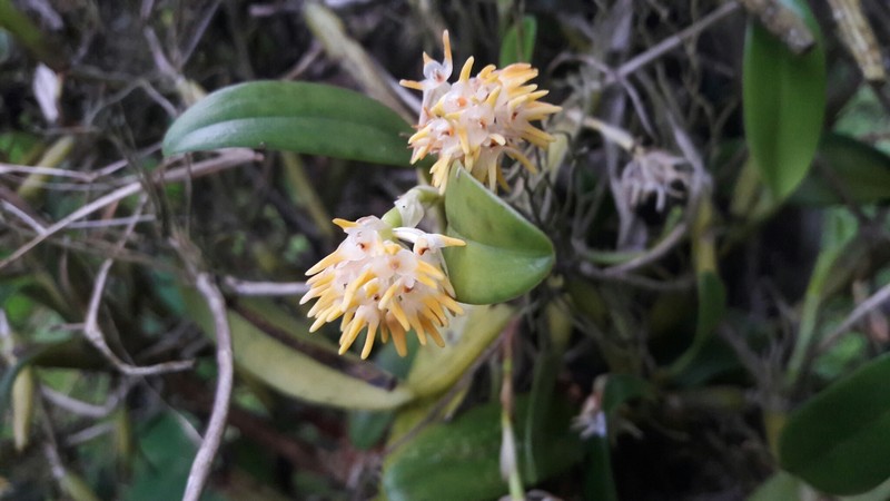 Bulbophyllum odoratissimum var. odoratissimum photo 2