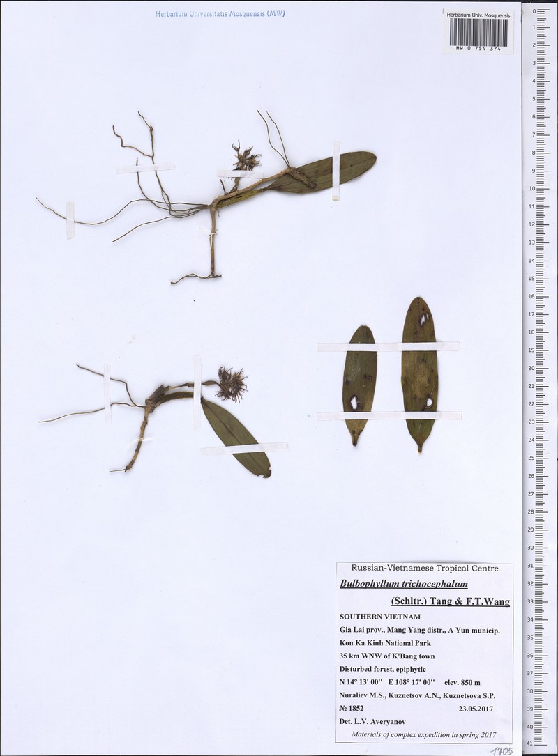 Bulbophyllum odoratissimum var. odoratissimum photo 3