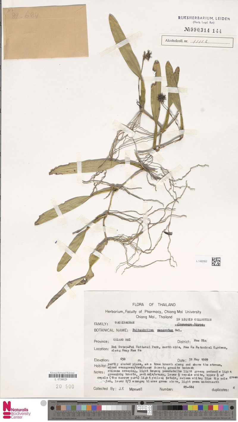 Bulbophyllum odoratissimum var. odoratissimum photo 4