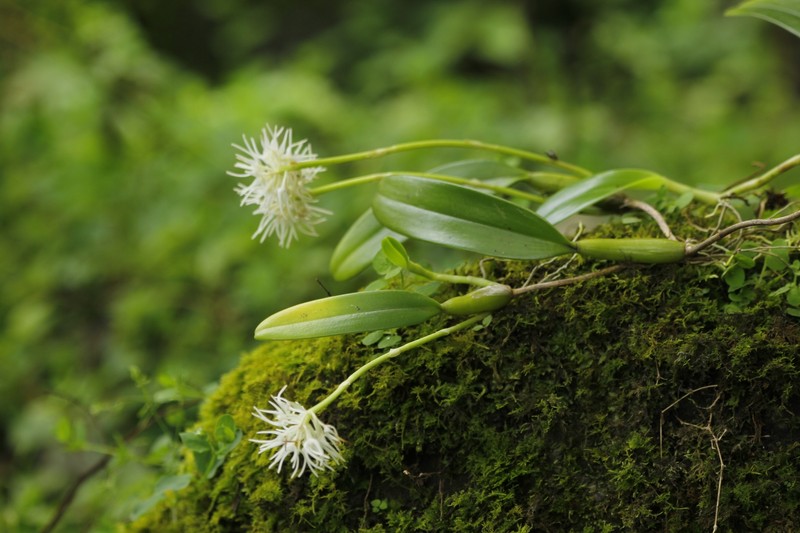 Bulbophyllum odoratissimum var. racemosum