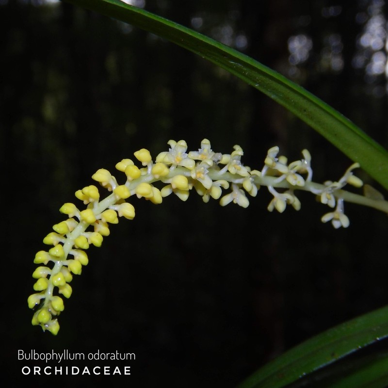 Bulbophyllum odoratum photo 2