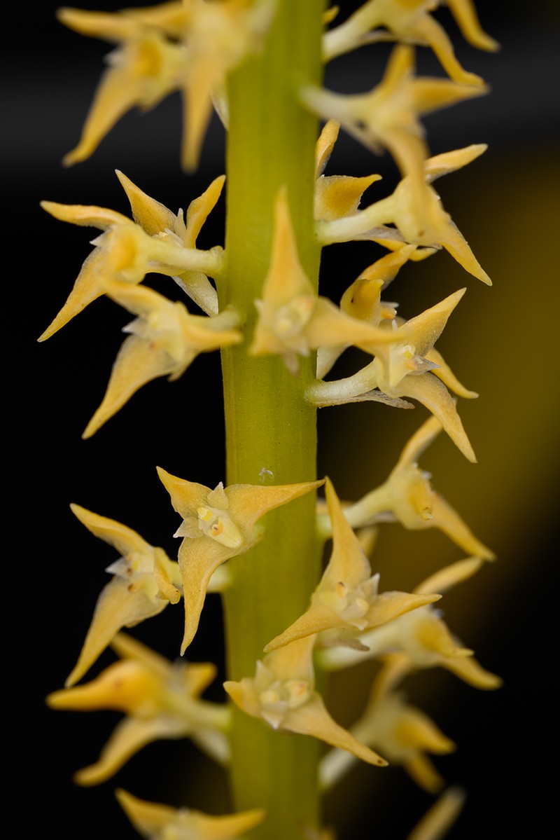 Bulbophyllum odoratum photo 3
