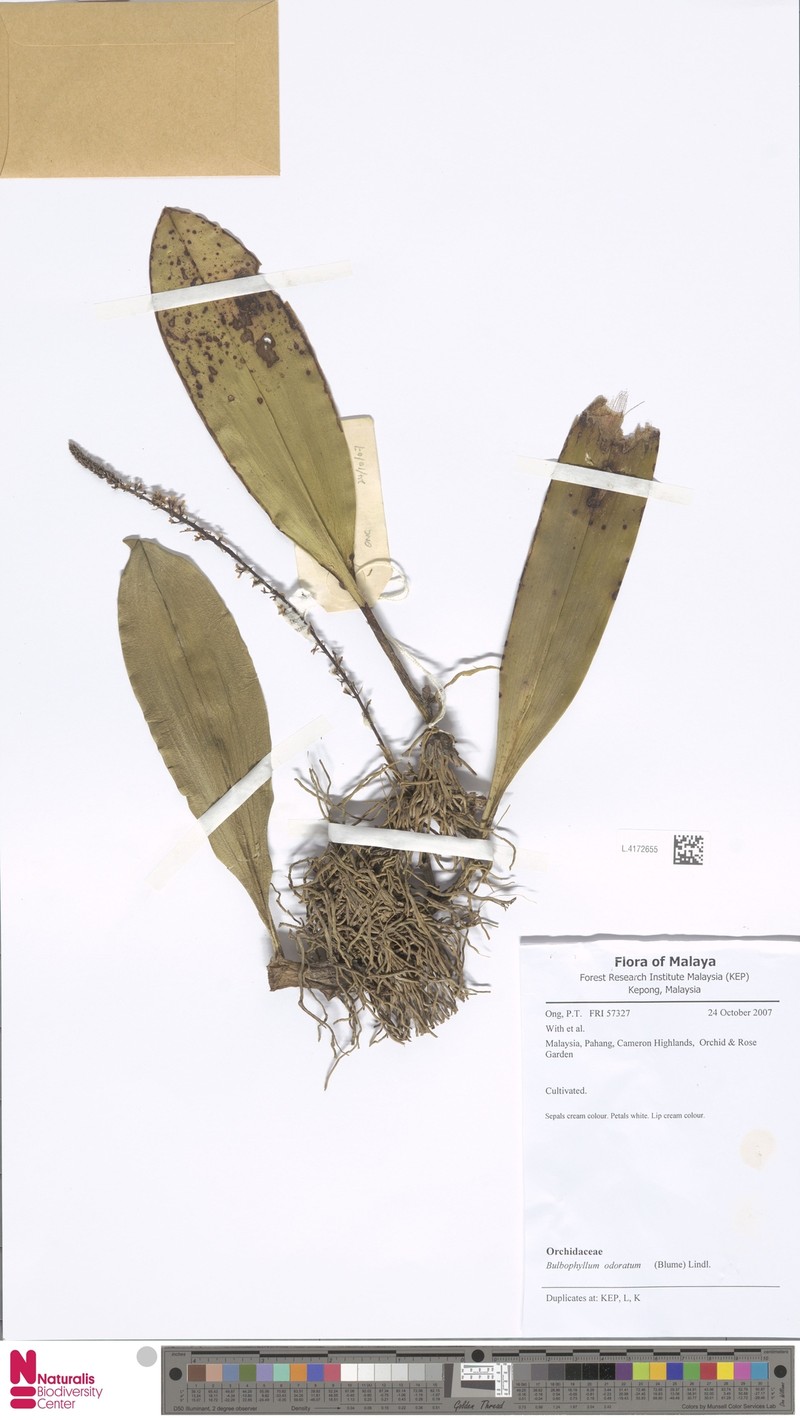 Bulbophyllum odoratum photo 5