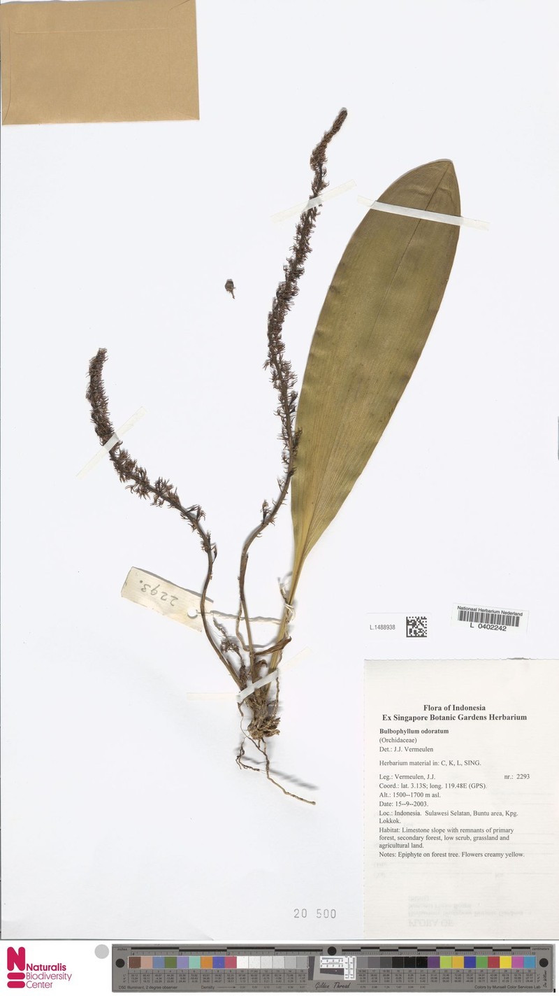 Bulbophyllum odoratum photo 6