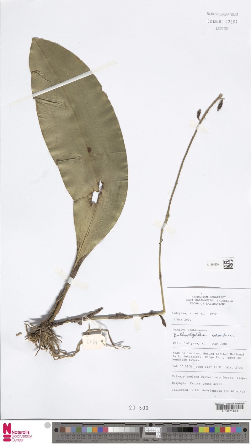 Bulbophyllum odoratum photo 7