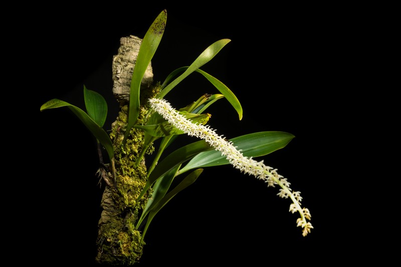 Bulbophyllum odoratum