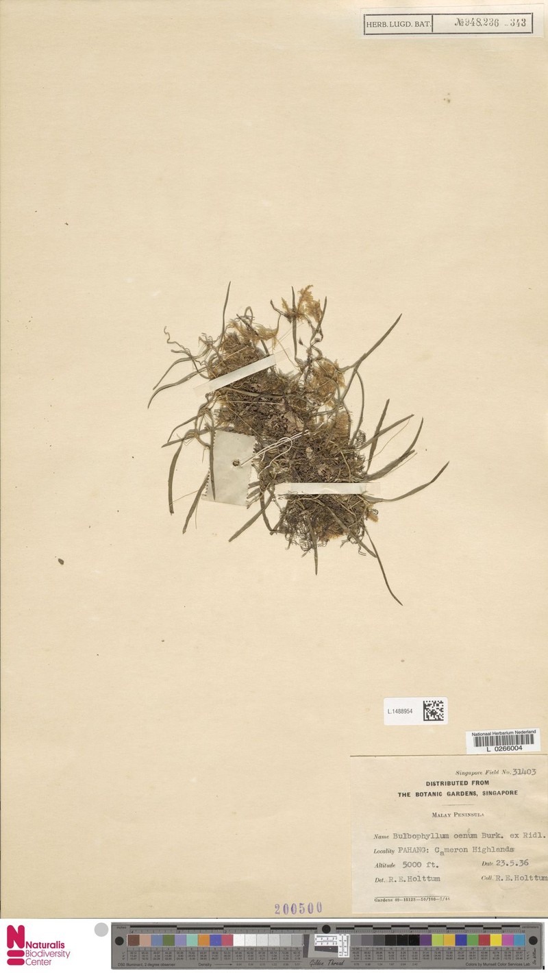 Bulbophyllum oeneum