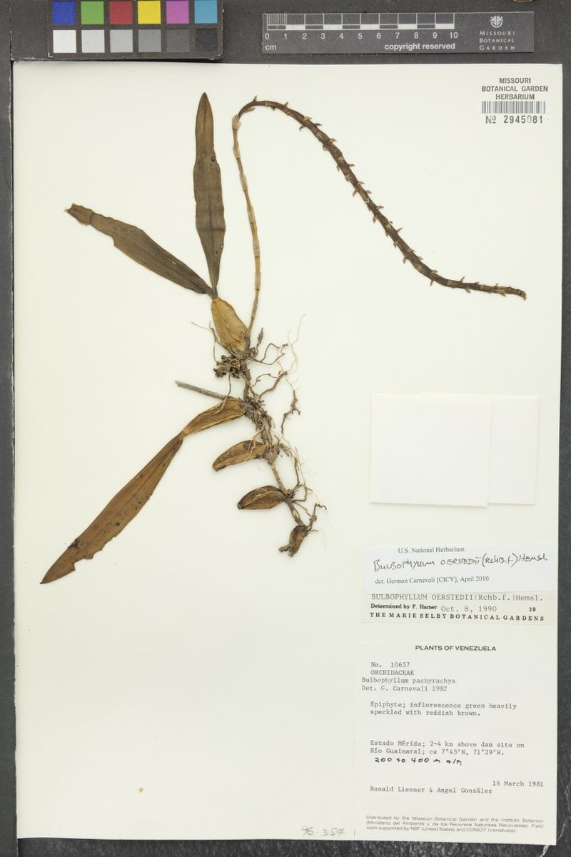 Bulbophyllum oerstedii