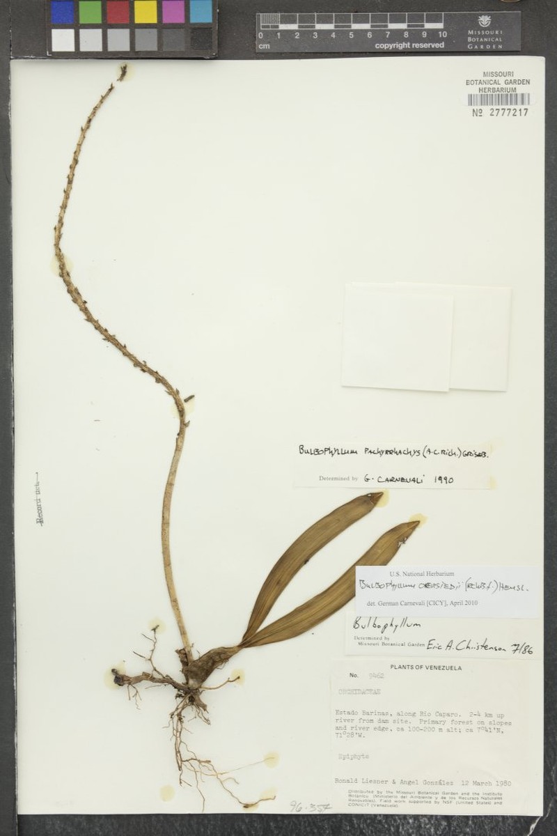 Bulbophyllum oerstedii photo 2