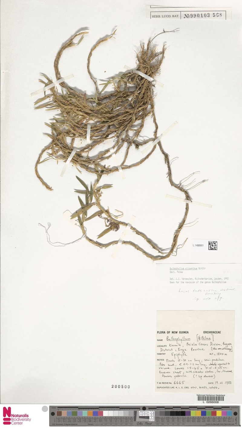 Bulbophyllum oliganthum