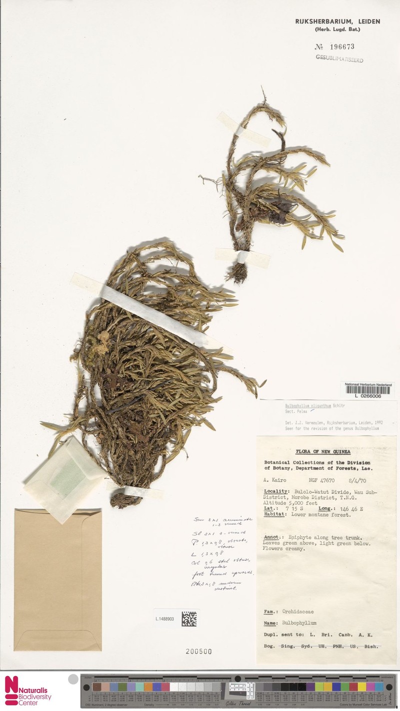 Bulbophyllum oliganthum photo 2
