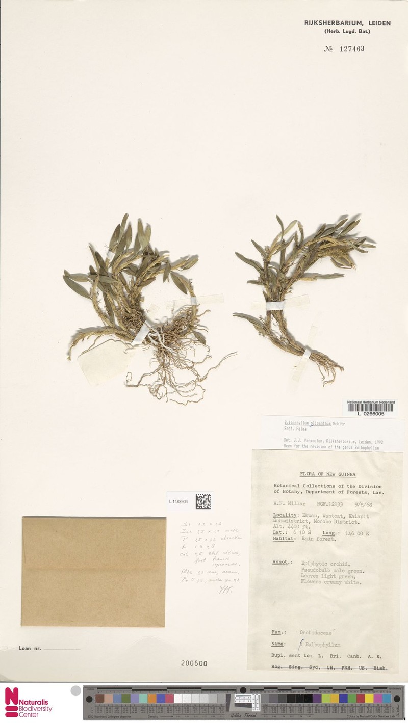 Bulbophyllum oliganthum photo 3