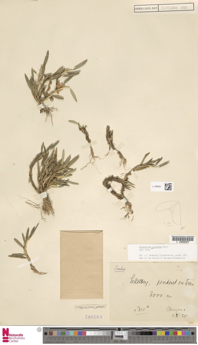 Bulbophyllum oliganthum photo 4