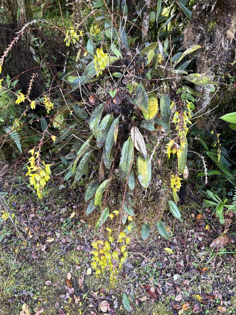 Bulbophyllum olivinum