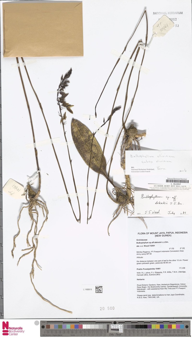 Bulbophyllum olivinum photo 2