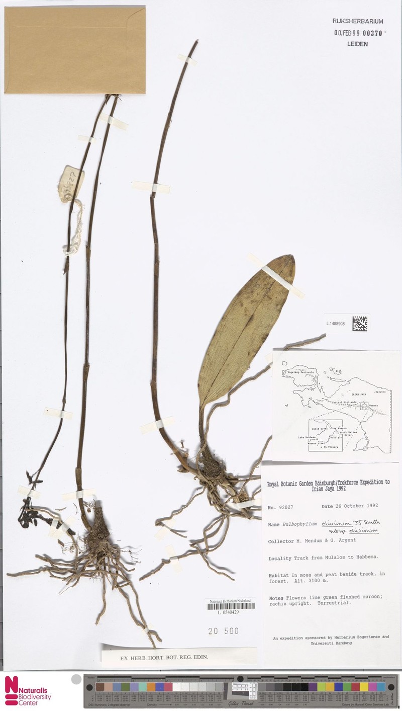 Bulbophyllum olivinum photo 3