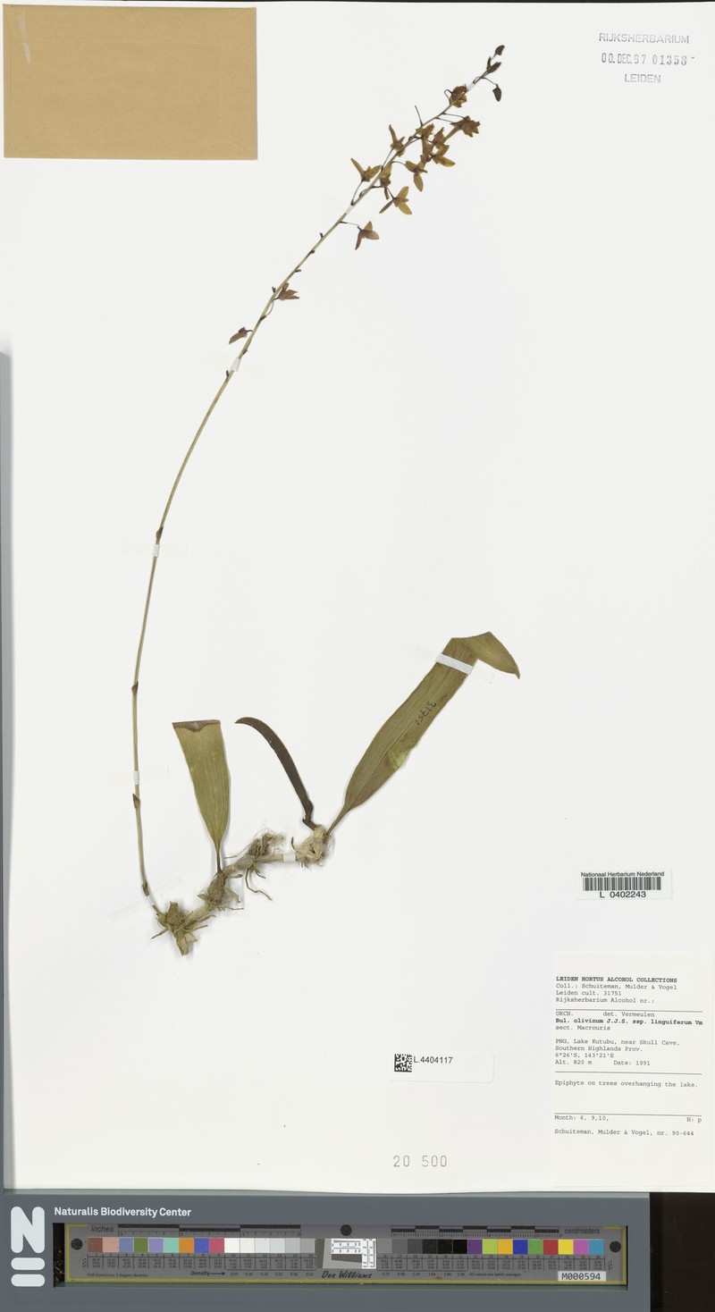 Bulbophyllum olivinum photo 4