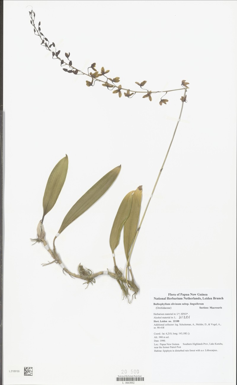 Bulbophyllum olivinum subsp. linguiferum photo 2