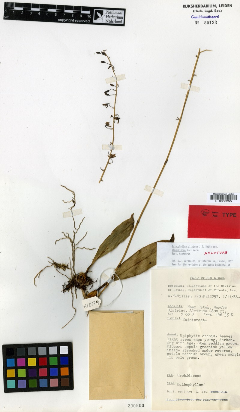 Bulbophyllum olivinum subsp. linguiferum photo 3