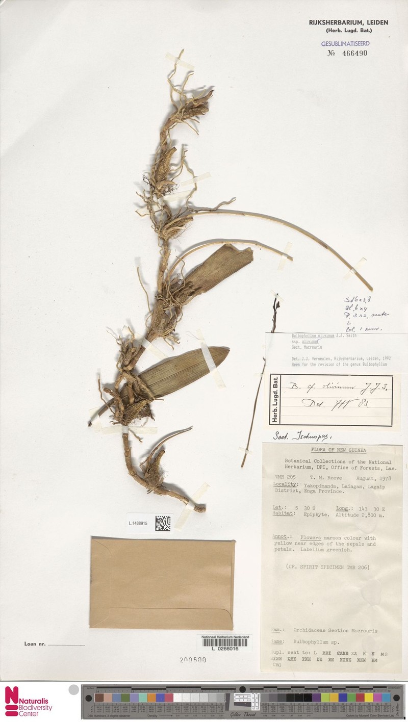 Bulbophyllum olivinum subsp. olivinum photo 3