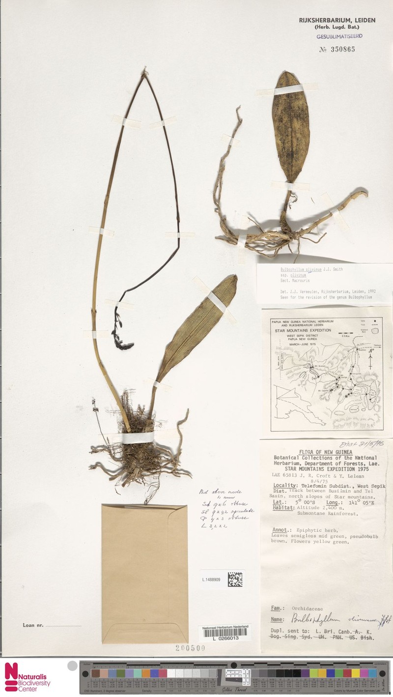 Bulbophyllum olivinum subsp. olivinum photo 4