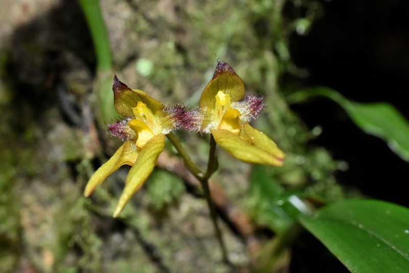 Bulbophyllum omerandrum