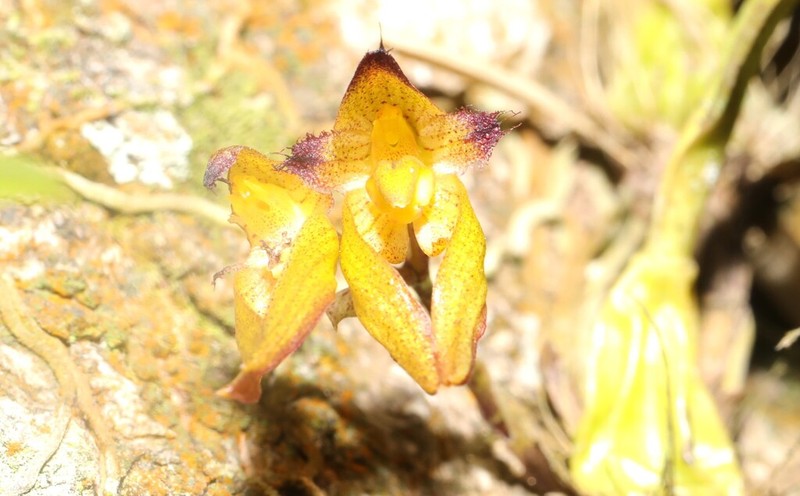 Bulbophyllum omerandrum photo 2