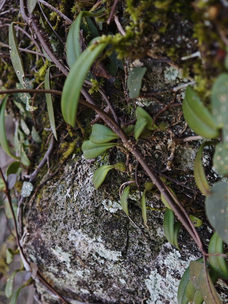 Bulbophyllum omerandrum photo 3