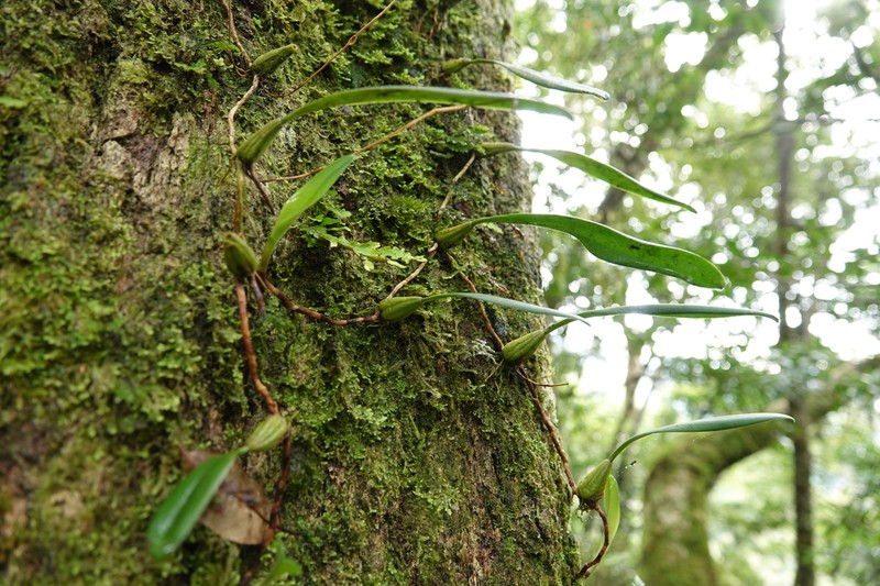 Bulbophyllum omerandrum photo 4