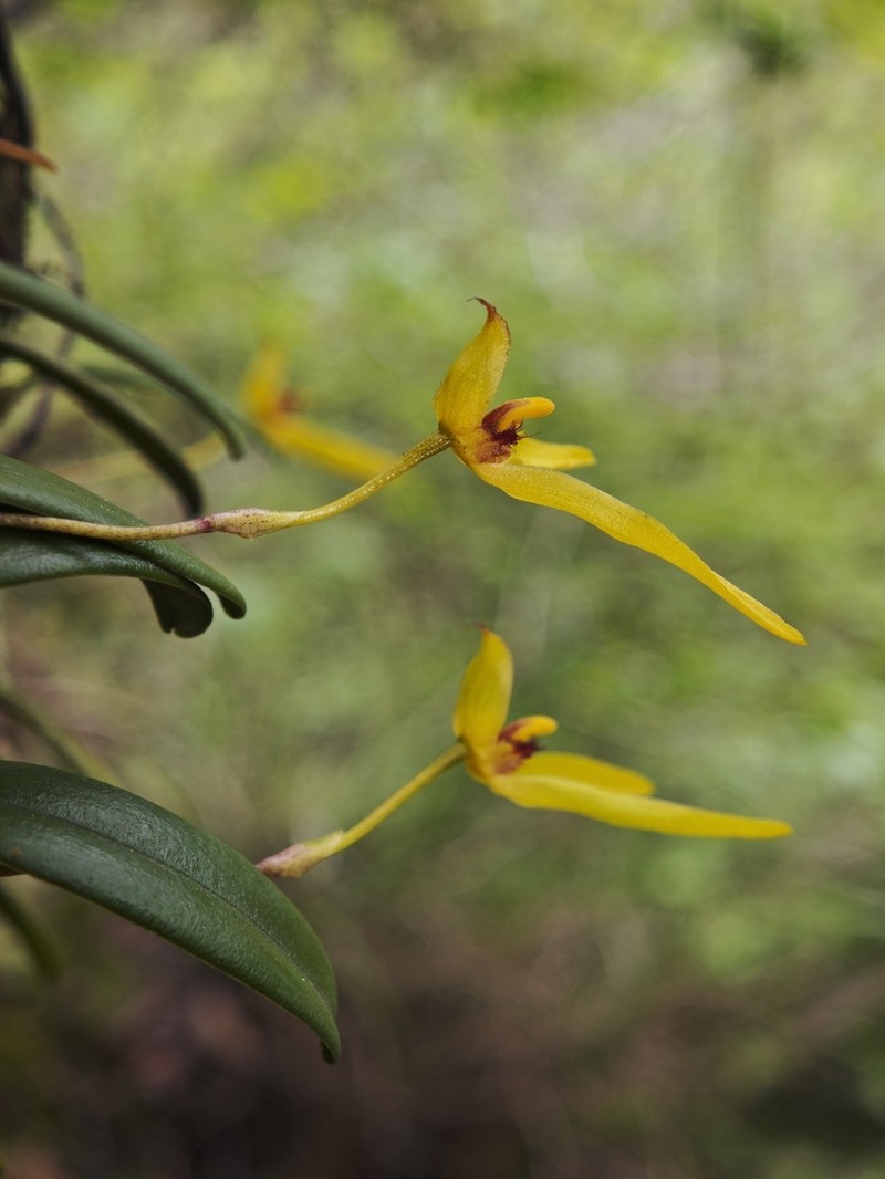 Bulbophyllum omerandrum photo 5