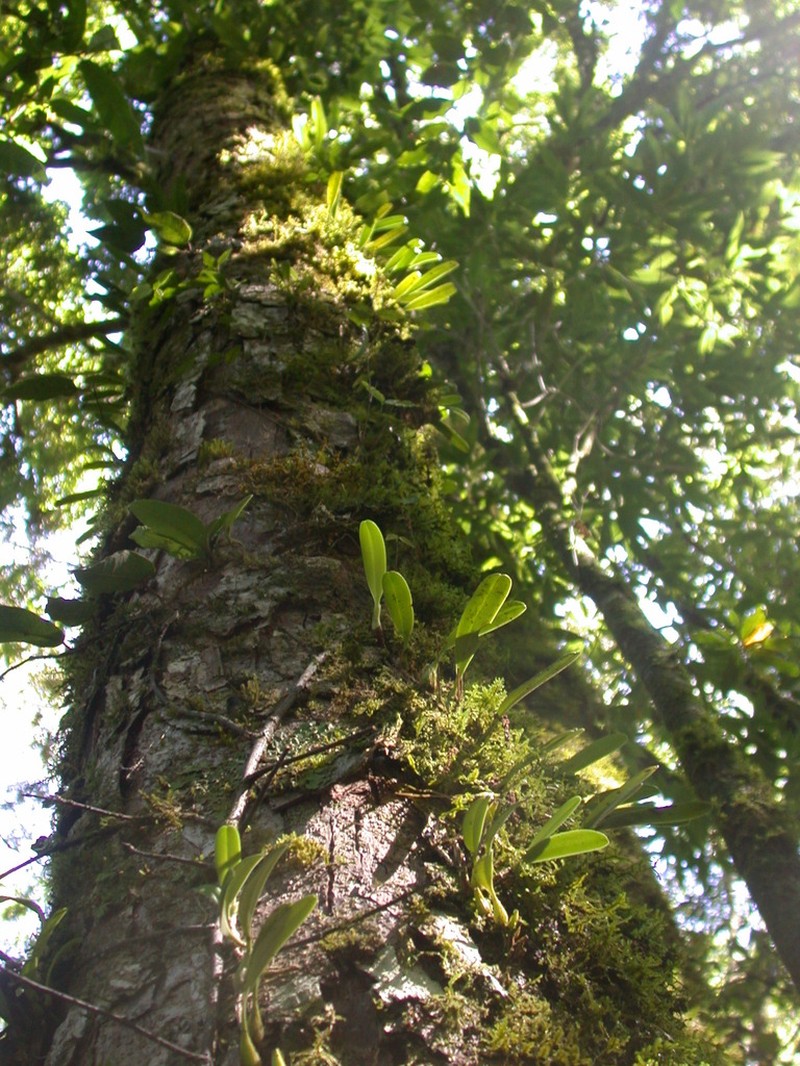 Bulbophyllum omerandrum photo 6