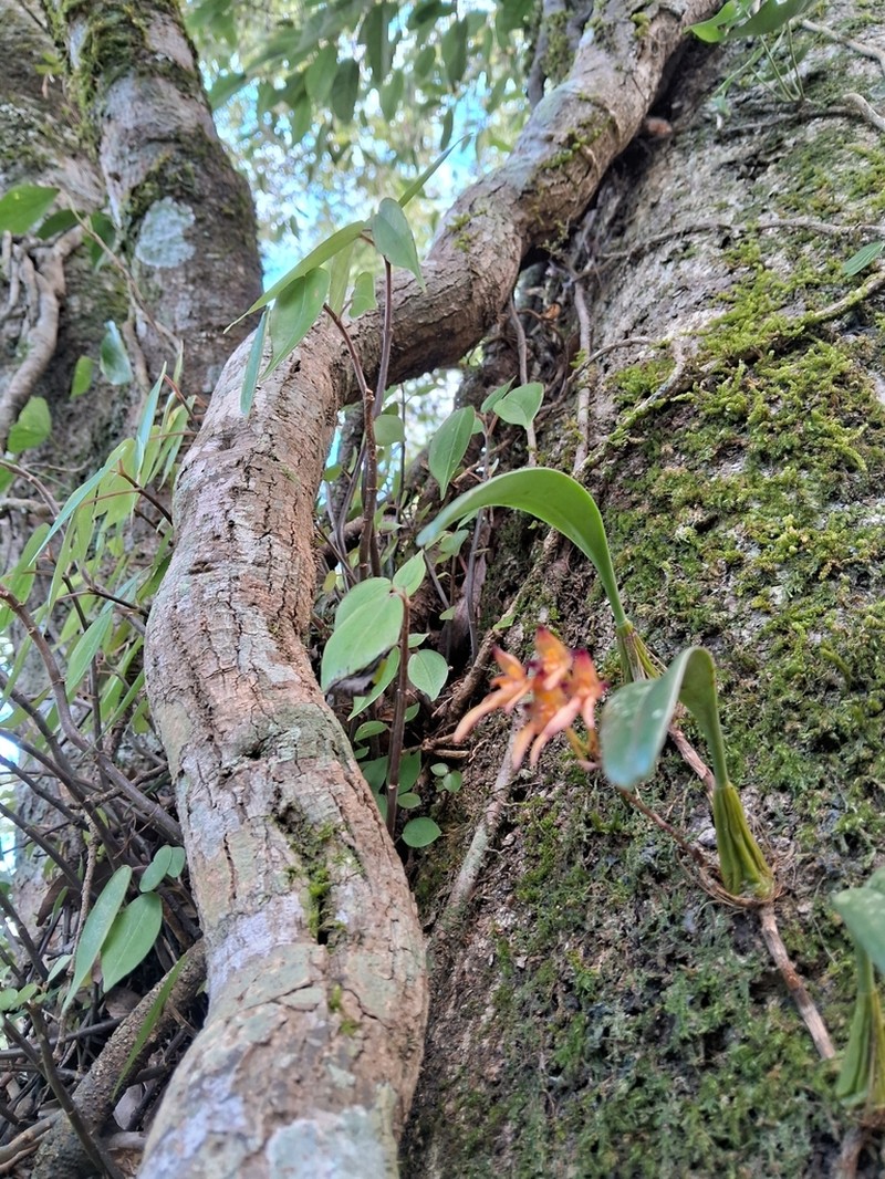Bulbophyllum omerandrum photo 7