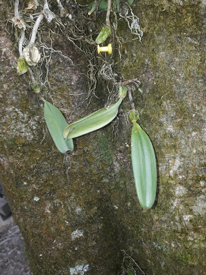 Bulbophyllum omerandrum photo 8