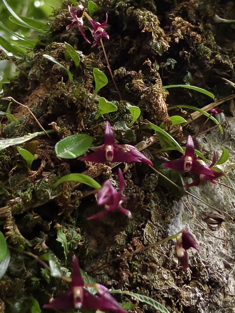 Bulbophyllum onivense