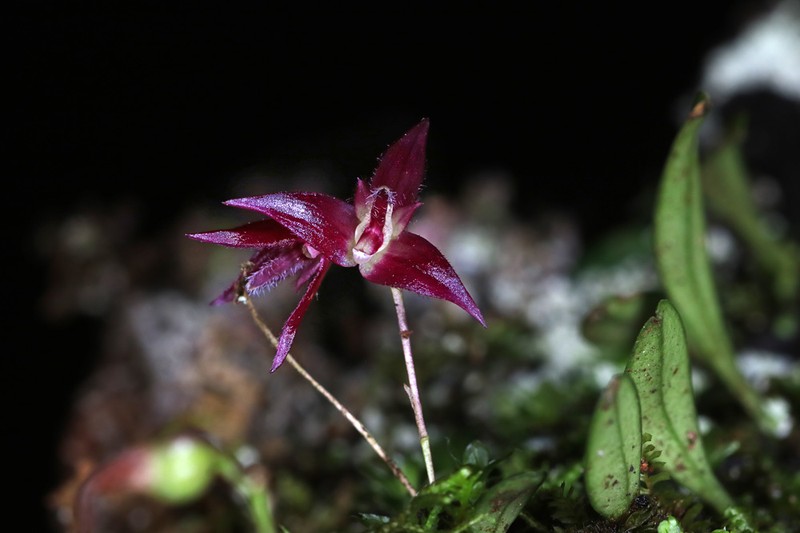 Bulbophyllum onivense photo 2