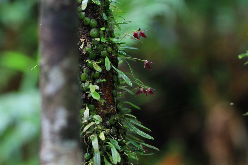 Bulbophyllum onivense photo 3