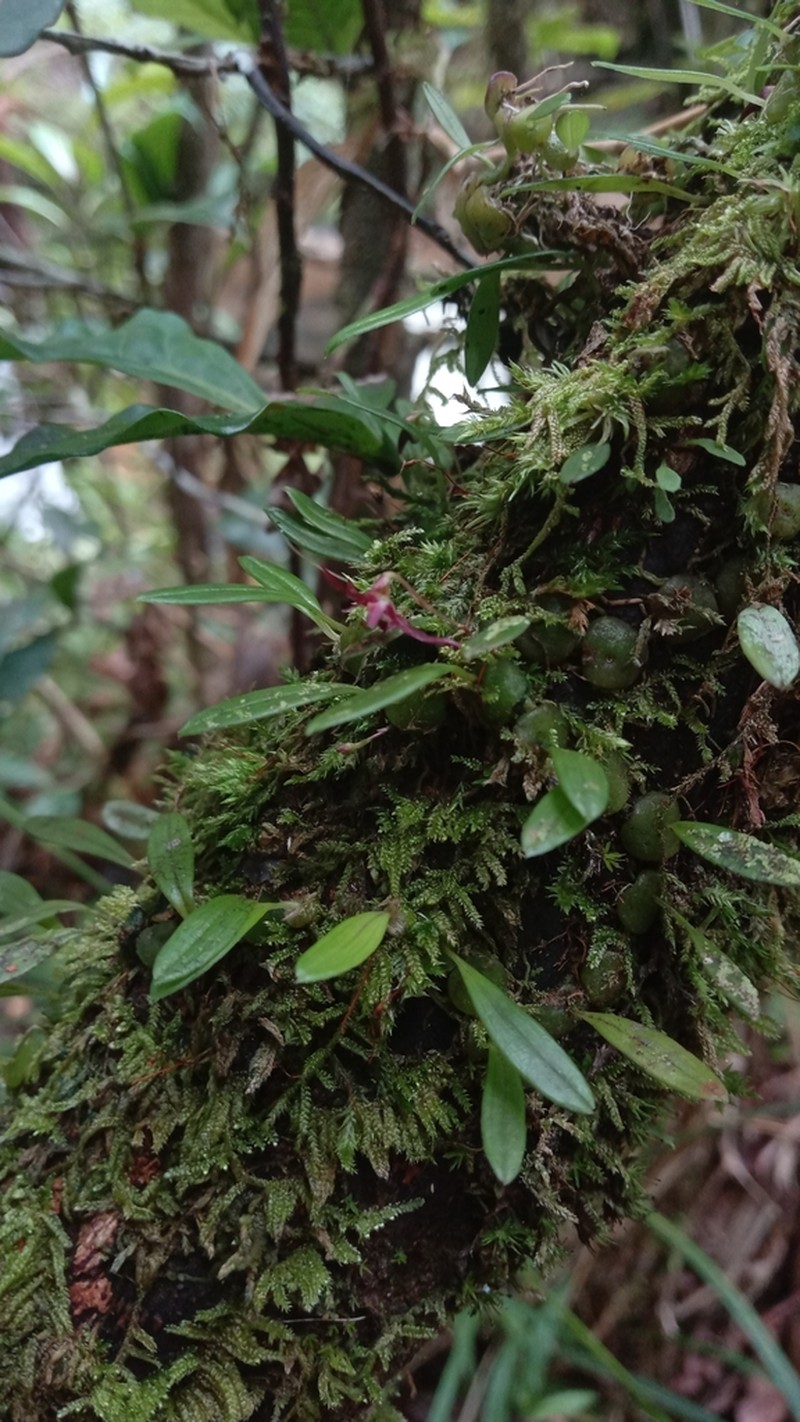 Bulbophyllum onivense photo 4