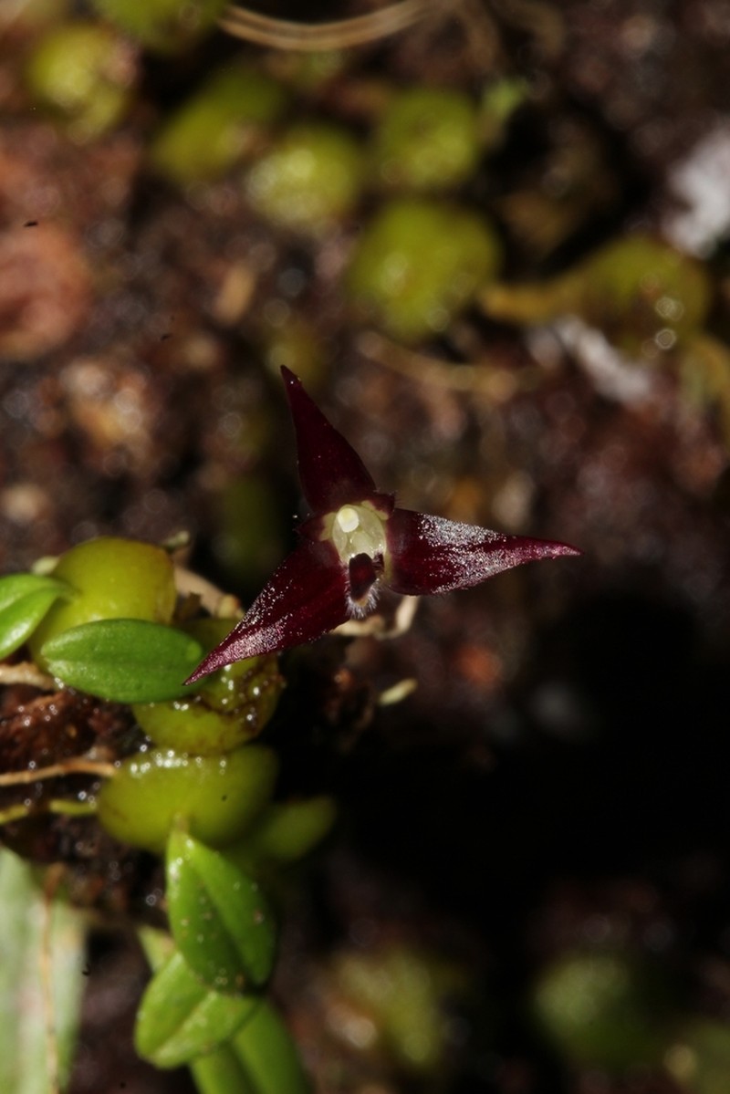Bulbophyllum onivense photo 5
