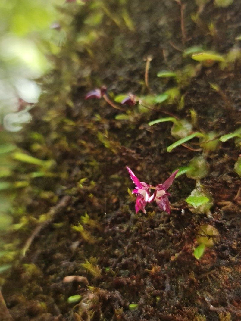 Bulbophyllum onivense photo 6